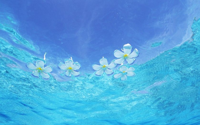 flowers-floating-on-the-water